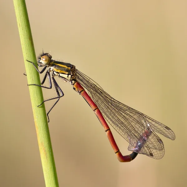 Large Red Damselfly ♂ (2015)