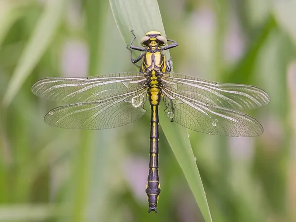 Common Clubtail ♂ (2016)