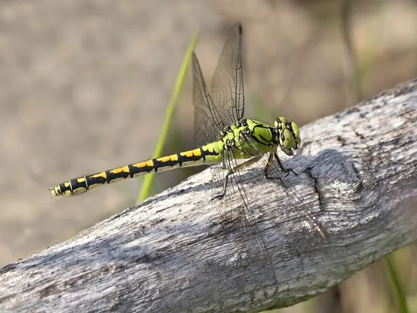 Great Snaketail ♀ (2016)