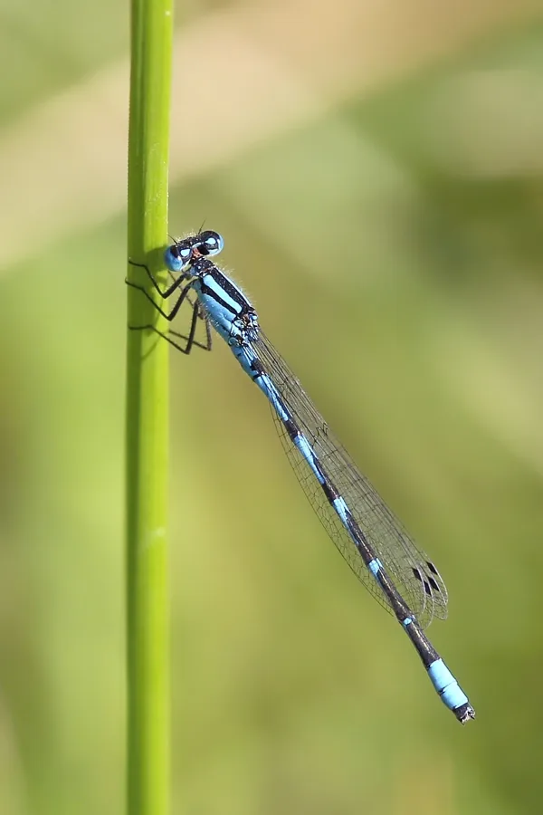 Common Blue Damselfly ♂ (2016)