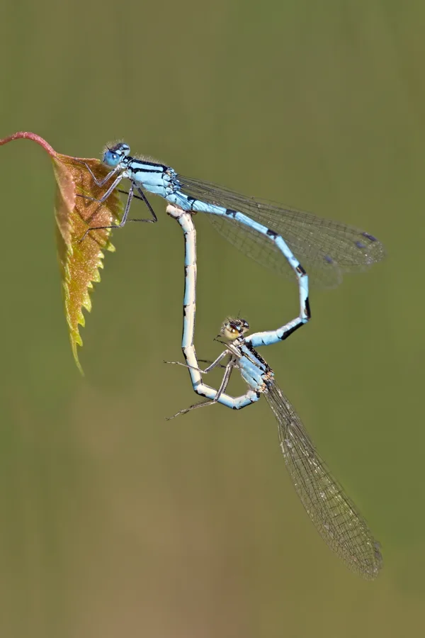 Common Blue Damselfly ♂ + ♀ (2015)