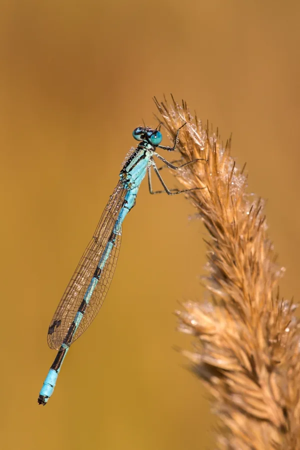 Common Blue Damselfly ♂ (2015)