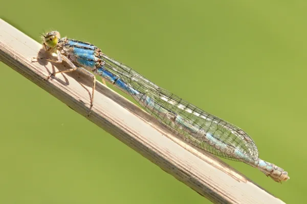 Common Blue Damselfly ♀ blue form (2013