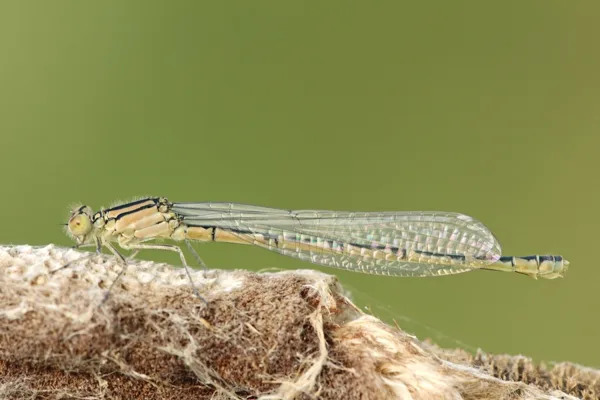 Common Blue Damselfly ♀ (2014)