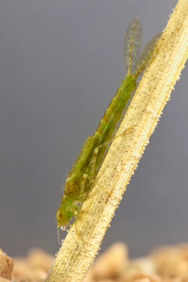 Common Blue Damselfly - larva (2017)