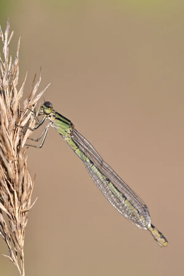 Common Blue Damselfly ♀ (2015)