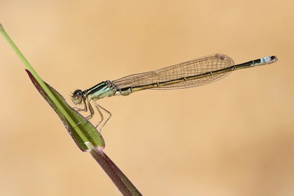 Scarce Blue-tailed Damselfly ♂ (2015)