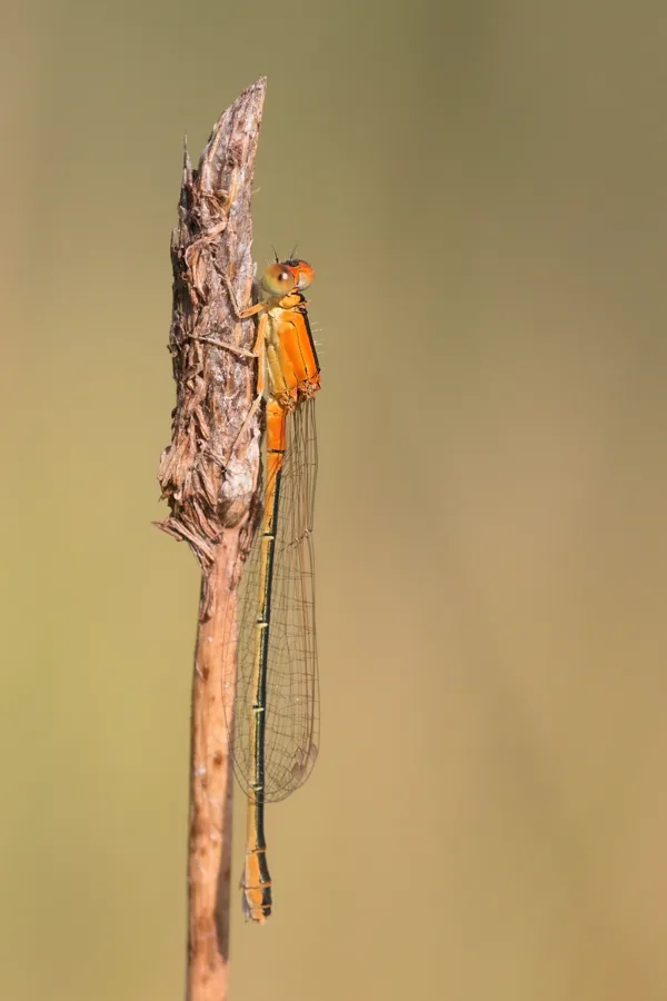 Scarce Blue-tailed Damselfly ♀ (2013)