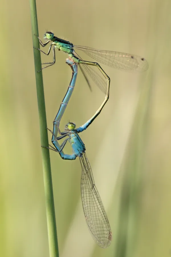 Scarce Blue-tailed Damselfly ♂ + ♀ (2014)