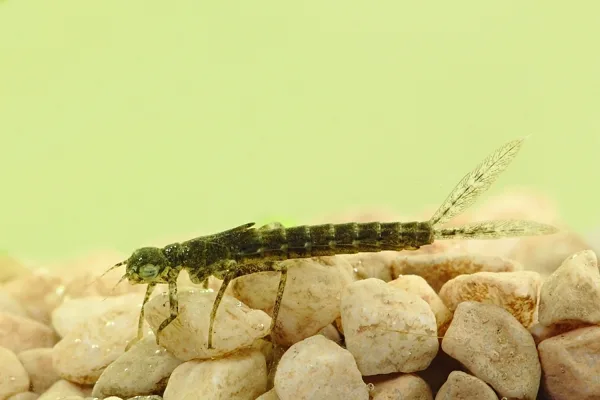 Scarce Blue-tailed Damselfly - larva (2014)