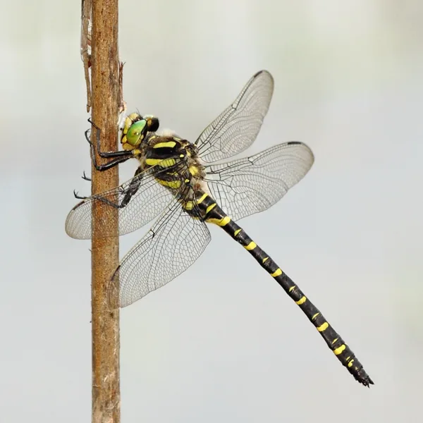Golden-ringed Dragonfly ♂ (2013)