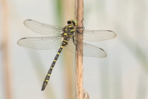 Golden-ringed Dragonfly ♂ (2013)
