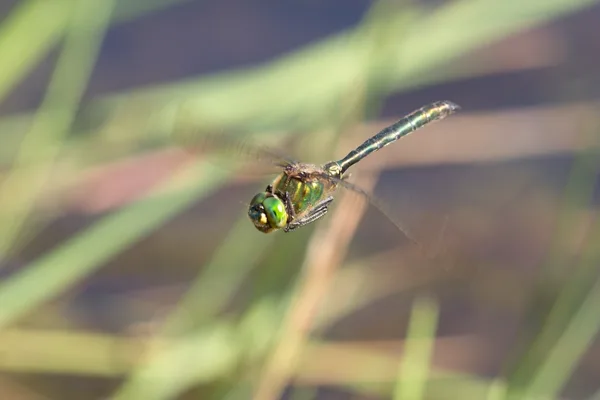 Brilliant Emerald ♂ (2015)