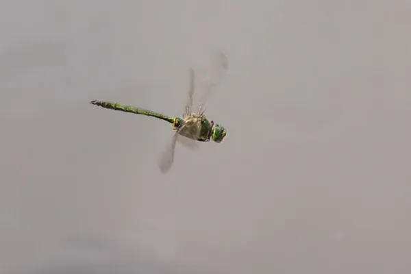 Brilliant Emerald ♂ (2016)