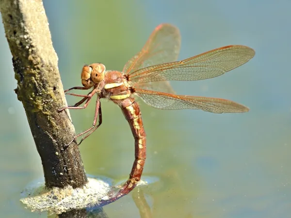 Brown Hawker ♀ (2013)