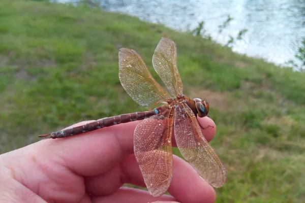 Brown Hawker ♂ (2014)