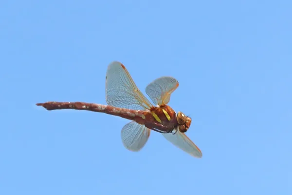 Brown Hawker ♀ (2013)