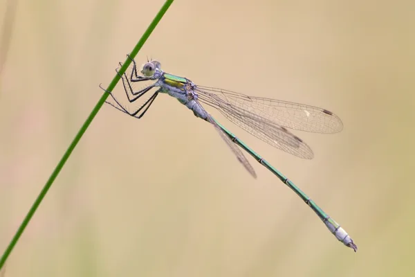 Emerald Damselfly ♂ (2016)