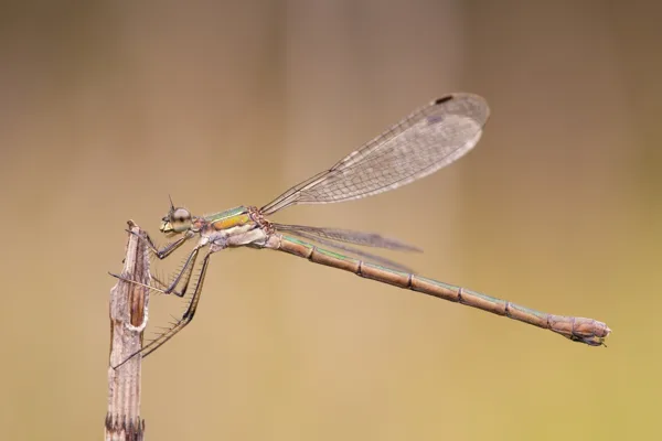 Emerald Damselfly ♀ (2016)