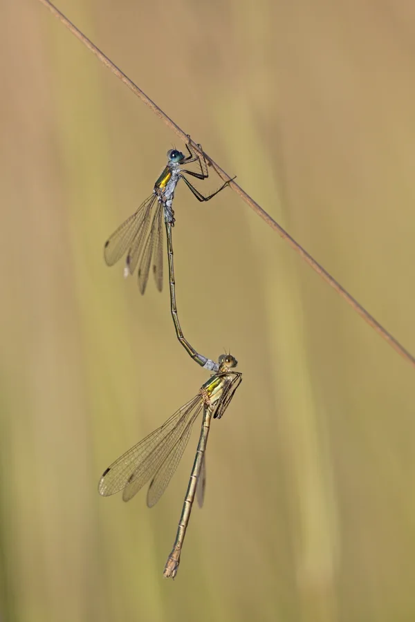 Emerald Damselfly ♂ + ♀ (2017)