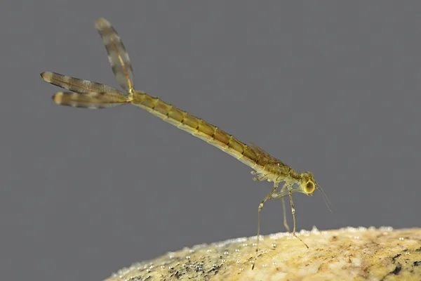 Emerald Damselfly - larva (2017)