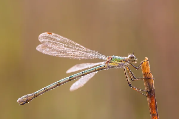 Emerald Damselfly ♀ (2016)