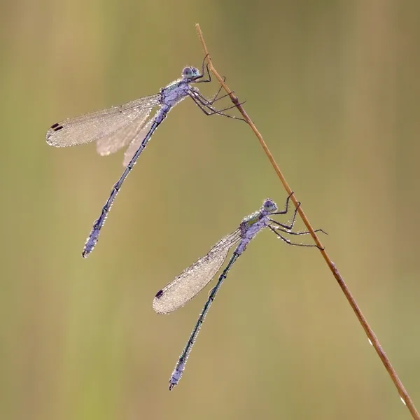 Emerald Damselfly ♂ (2017)