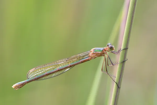 Emerald Damselfly ♀ (2017)