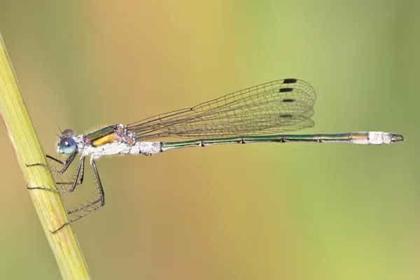 Emerald Damselfly ♂ (2013)