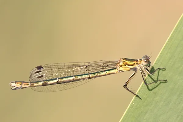 Emerald Damselfly ♀ (2013)