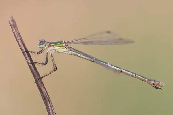 Emerald Damselfly ♀ (2013)