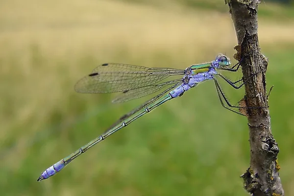 Emerald Damselfly ♂ (2007)