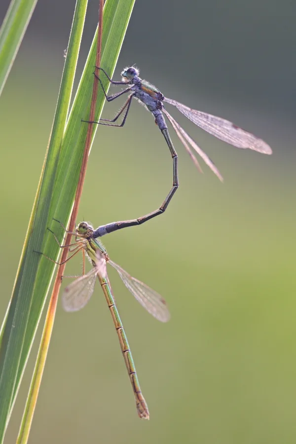 Emerald Damselfly ♂ + ♀ (2016)