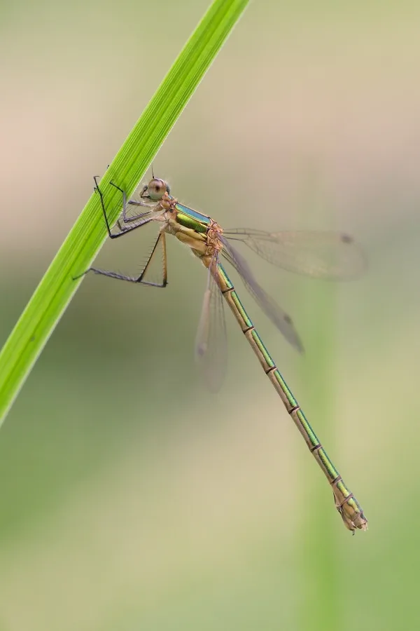 Emerald Damselfly ♀ (2016)
