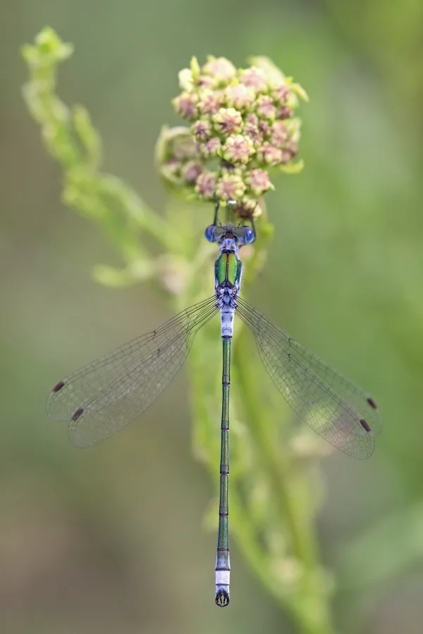 Emerald Damselfly ♂ (2016)