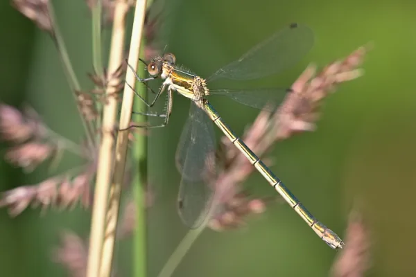 Emerald Damselfly ♀ (2016)