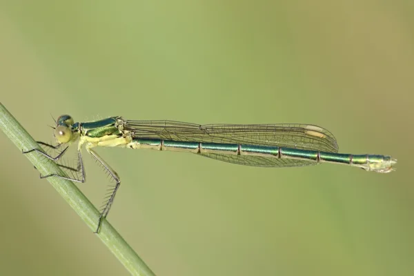 Small Emerald Damselfly ♀ (2013)