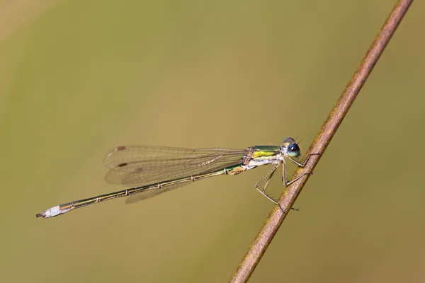 Small Emerald Damselfly ♂(2017)