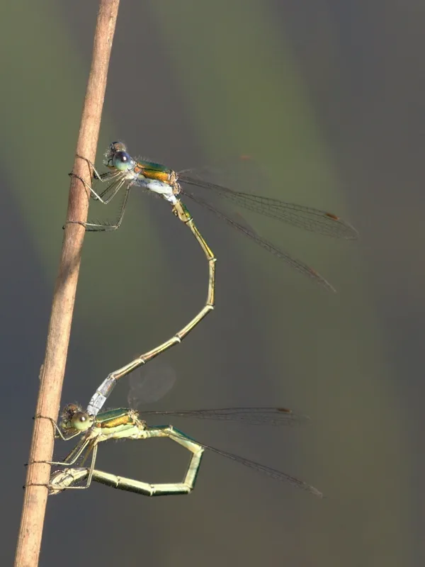 Small Emerald Damselfly ♂ + ♀ (2013)
