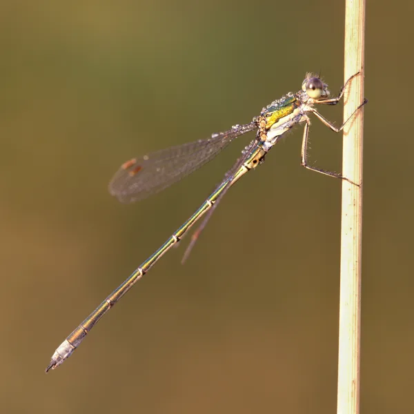 Small Emerald Damselfly ♂ (2016)