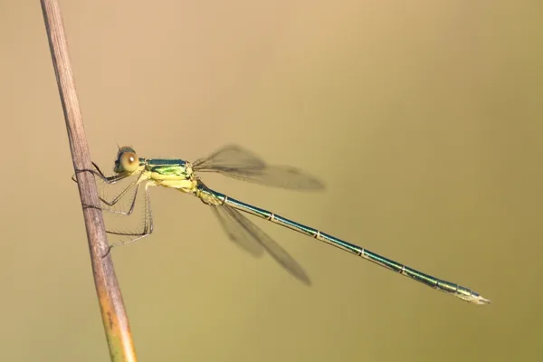 Small Emerald Damselfly ♂ (2015)