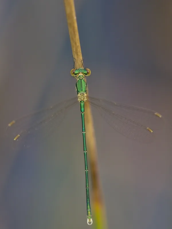 Small Emerald Damselfly ♂ (2015)