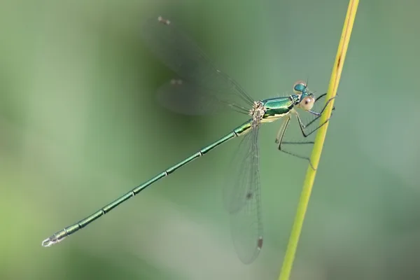 Small Emerald Damselfly ♂ (2016)
