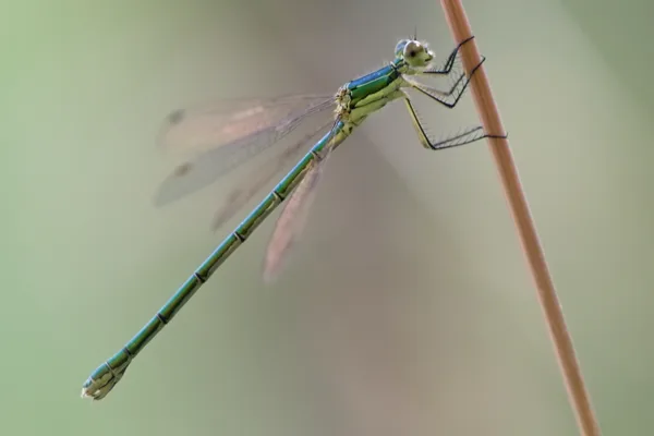 Small Emerald Damselfly ♀ (2016)