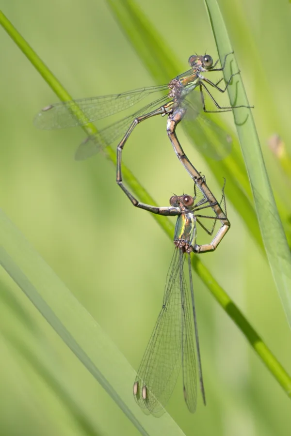 Willow Emarald Damselfly ♂ + ♀ (2014)