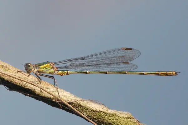 Willow Emarald Damselfly ♂  (2013)