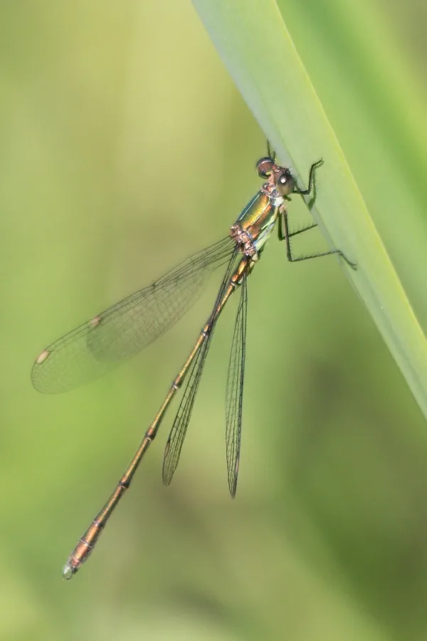 Willow Emarald Damselfly ♂  (2014)