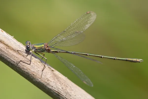 Willow Emarald Damselfly ♂  (2015)
