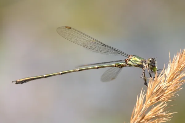 Willow Emarald Damselfly ♂  (2013)