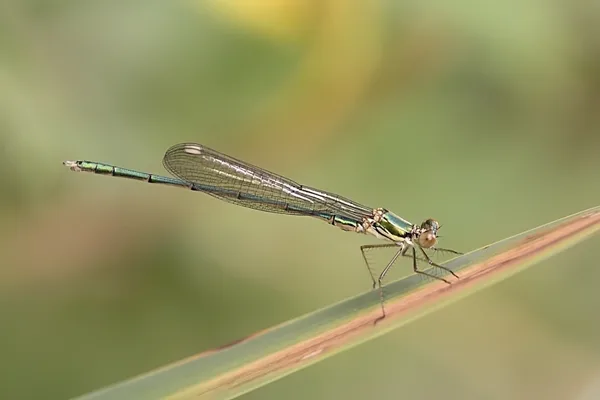 Willow Emarald Damselfly ♂  (2015)